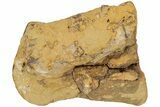 Hadrosaur (Edmontosaurus) Phalanx - Wyoming #233807-1